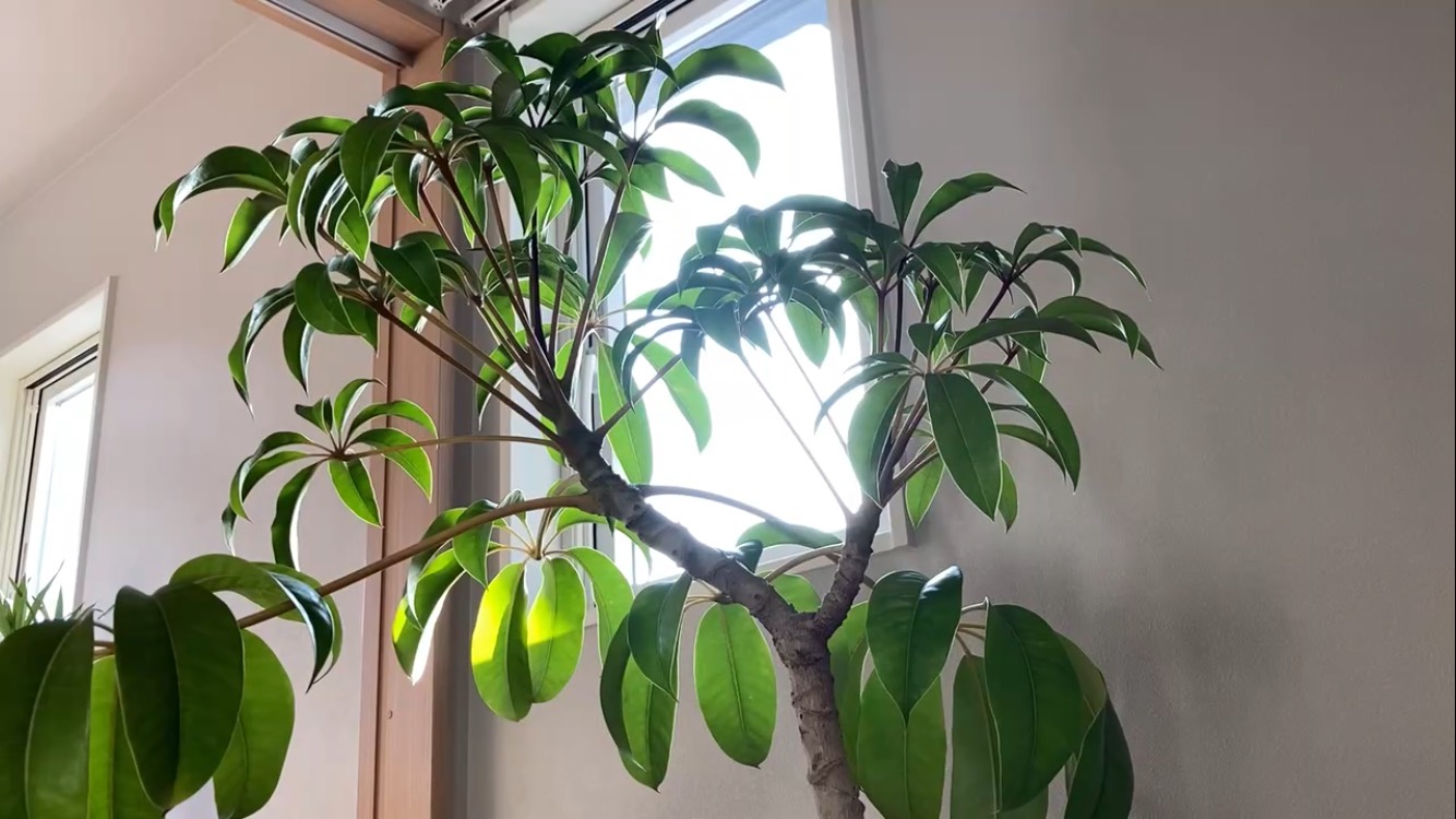 【日陰に強い観葉植物11選】育て方やコツ、特徴も解説 - YASHI ROOM -観葉植物とインテリア-