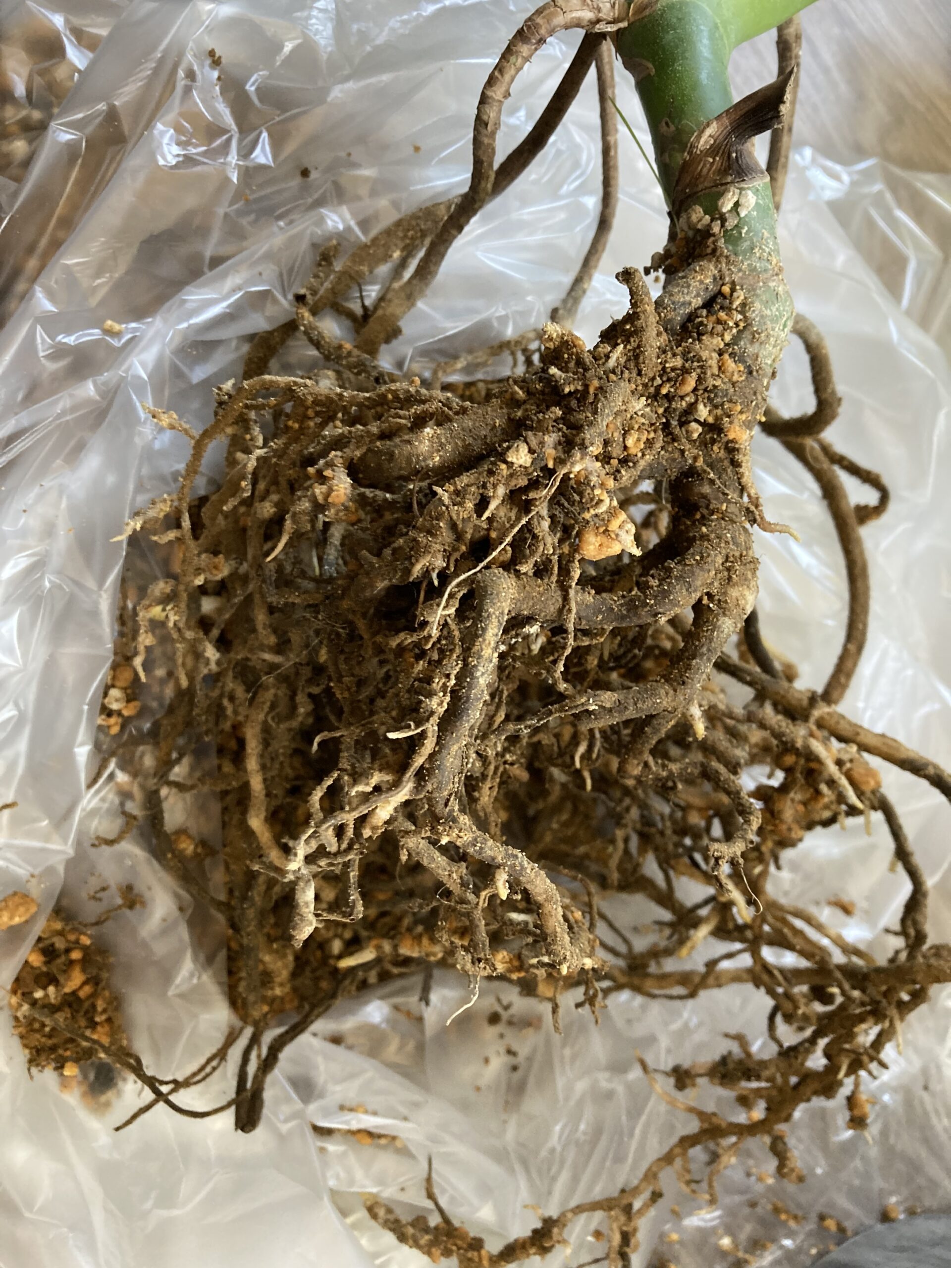 【水やり】観葉植物を枯らさないための正しい水の与え方を解説 - YASHI ROOM -観葉植物とインテリア-