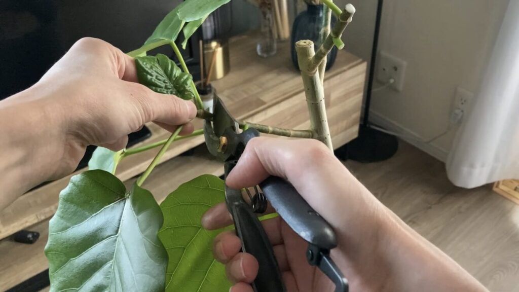 ウンベラータ剪定