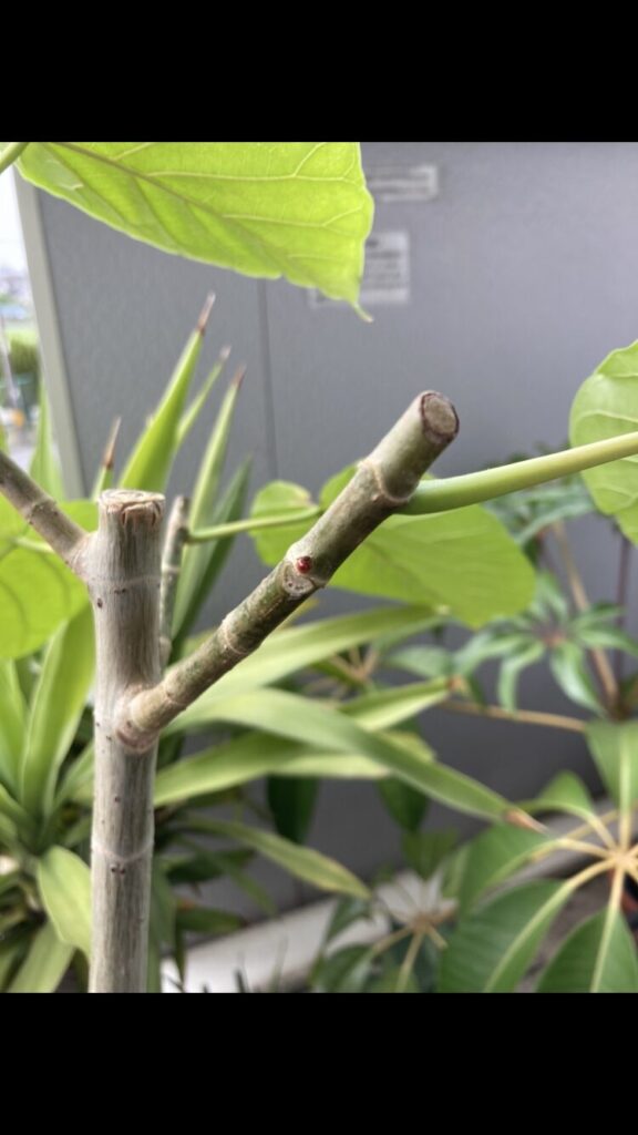 ウンベラータ剪定11日後