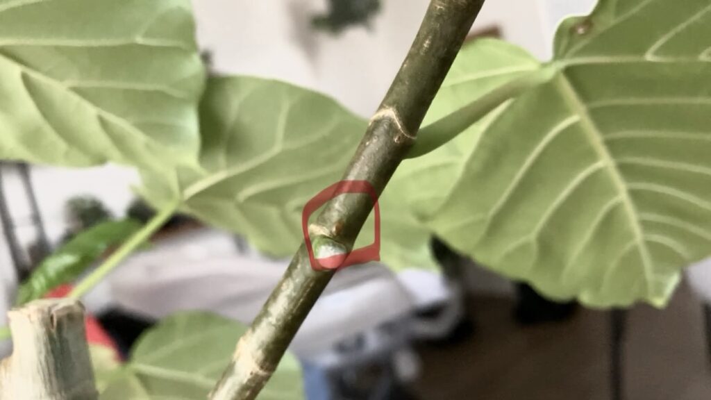 ウンベラータの成長点