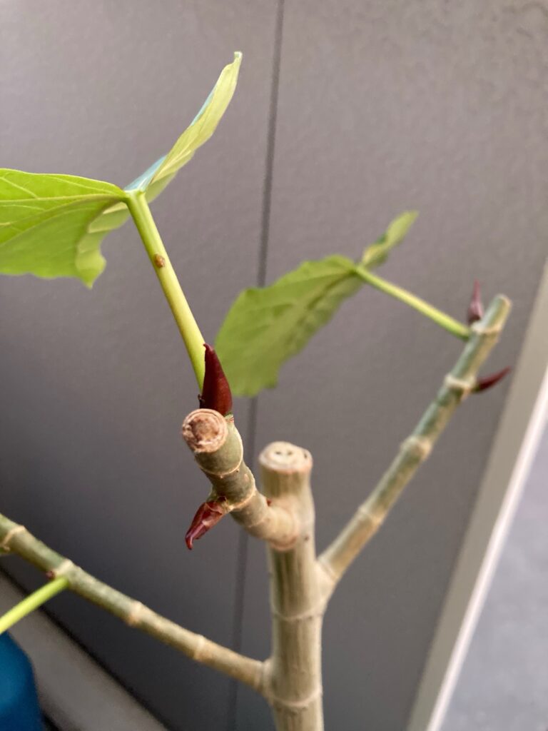 ウンベラータ剪定1か月後新芽