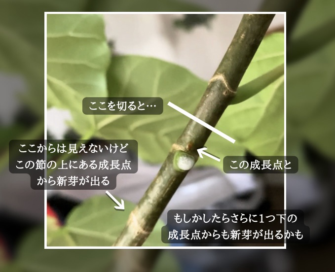 ウンベラータ成長点と切るところ