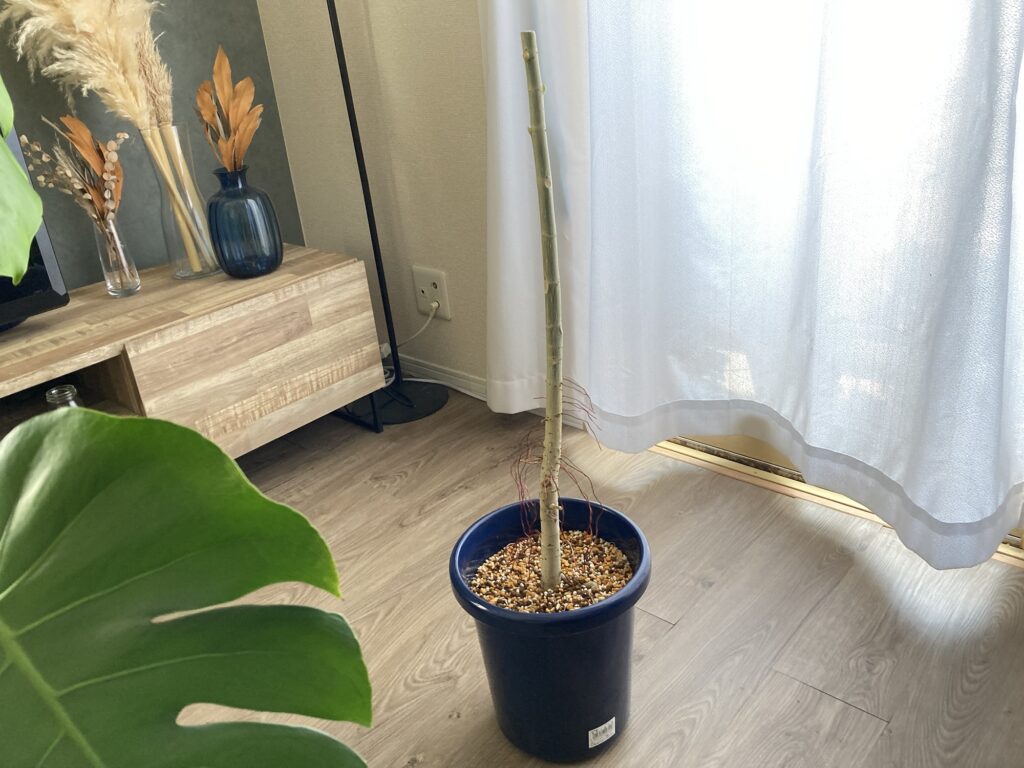 ウンベラータ丸坊主